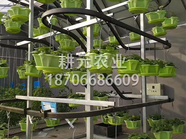 哪些植物適合無土栽培設(shè)備種植？